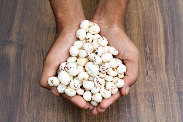 fox nuts or makhaana holding with hand close up view